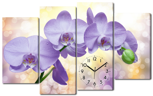 Орхидеи в лучах