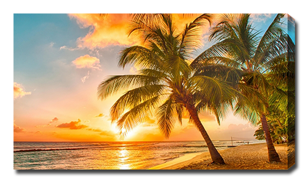 Пальмы на побережье 