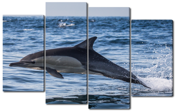 Дельфин над водой