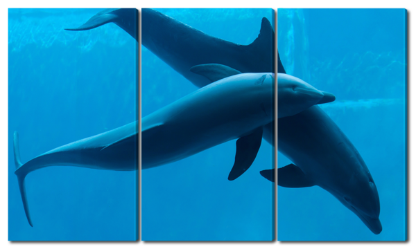 Пара дельфинов