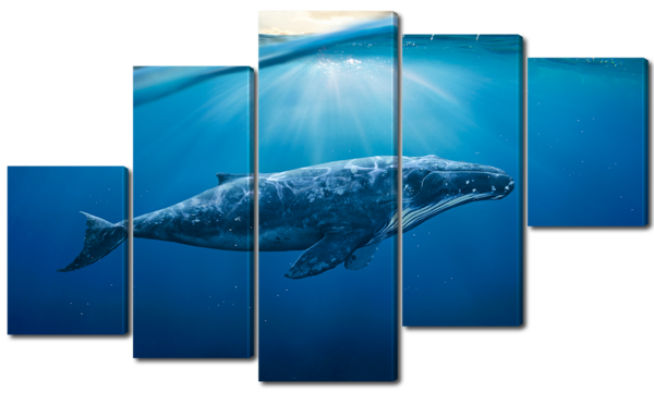 Синий кашалот 