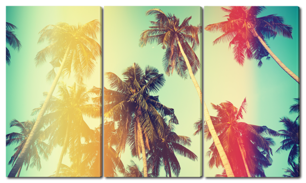 Высокие пальмы