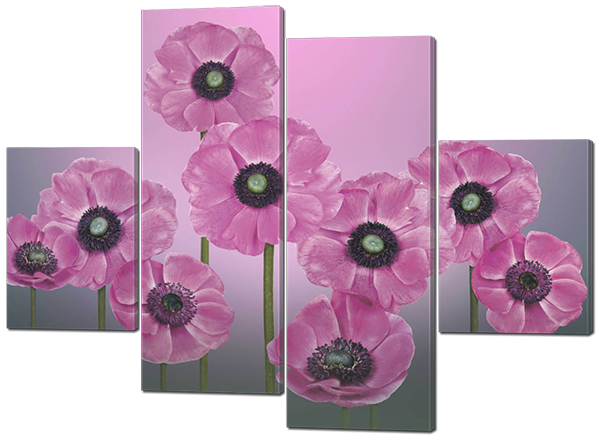 Мак древесный