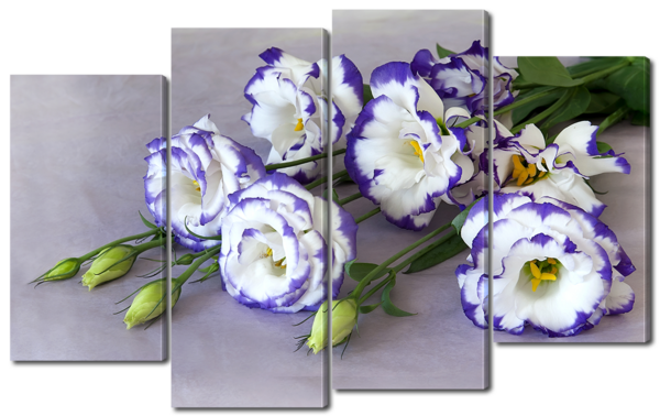 Китайская роза