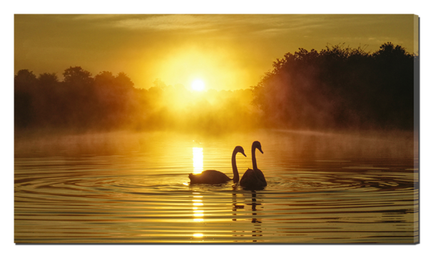 Лебеди утром
