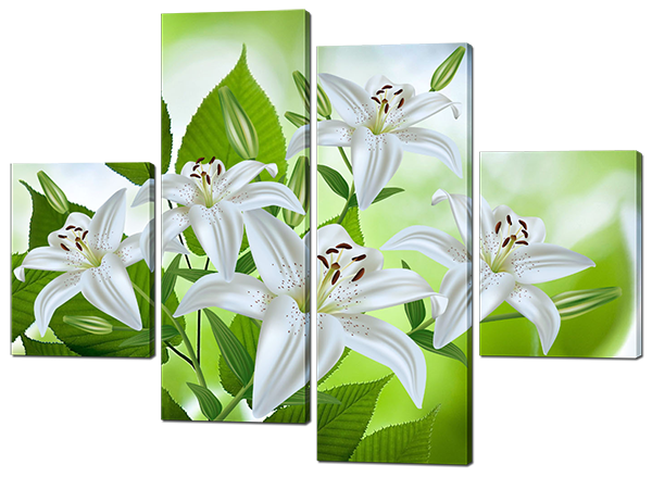 Лилия белая и листва