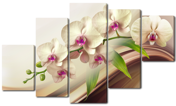Орхидея  мотылек
