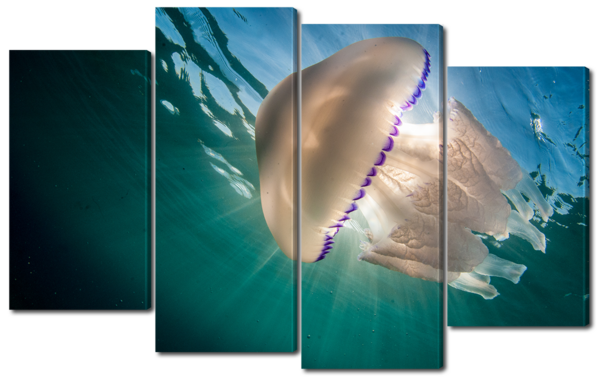 Средиземноморская медуза