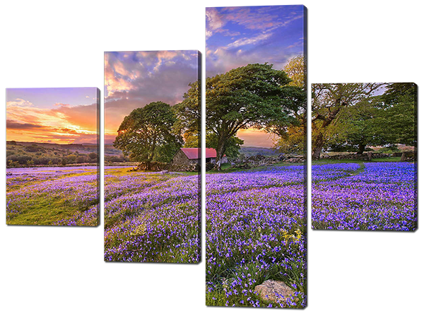 Поле  цветы