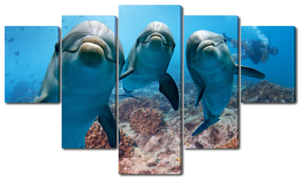 Три дельфина 