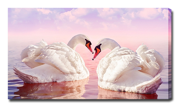 Два лебедя на воде