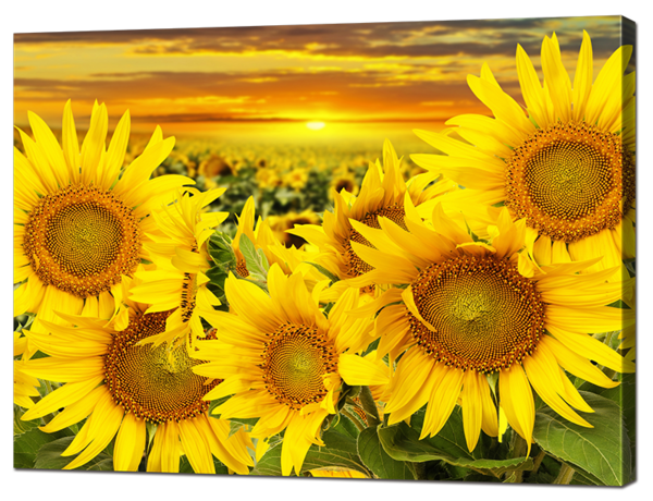 Поля подсолнухов 