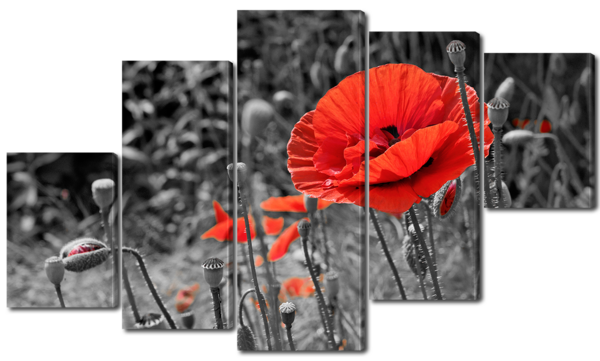 Красный мак