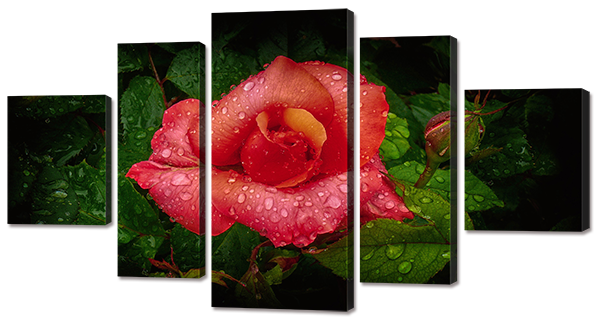 Красная большая роза