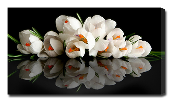 Крокусы в отражении